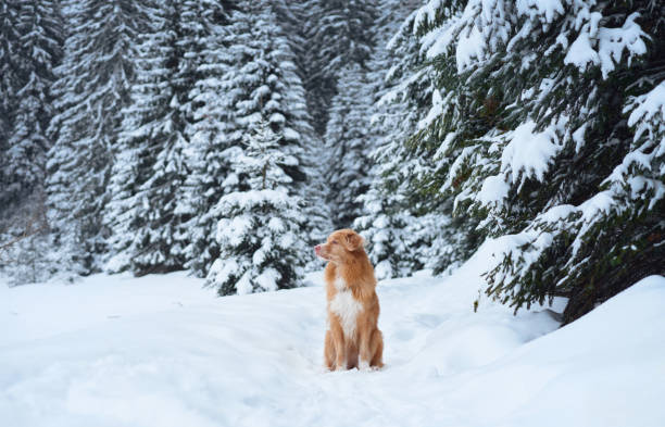 istock Red-furred dog in snowy wilderness 2195894124