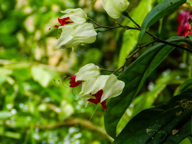 istock Bleeding heart flowers 2195894220