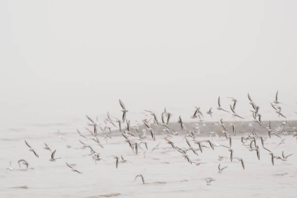 a flock of small seabirds in flight