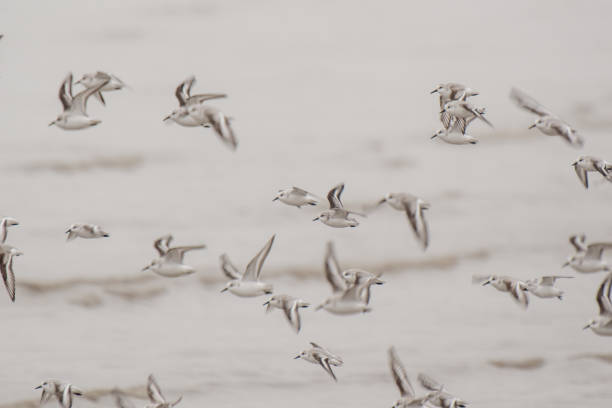 istock a flock of small seabirds in flight 2195895141