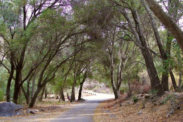 istock Country road through a tree tunnel 2195895252