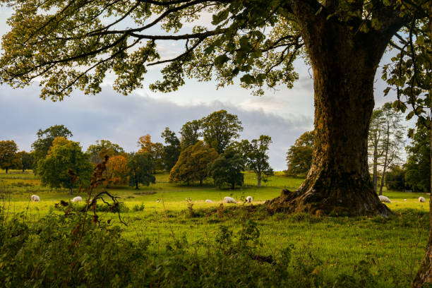 Free picture: scottish, countryside, field