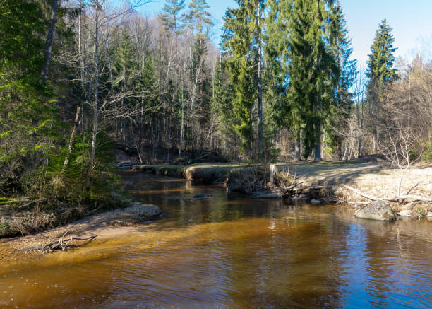 spring landscape with a small rapid wild river, fallen trees in the river and on the bank, Raunis, Latvia