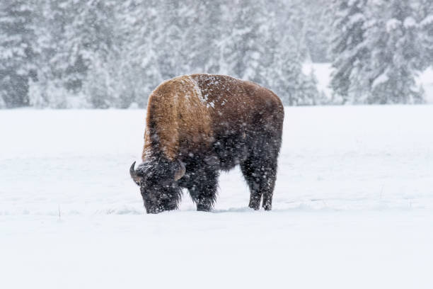 istock Bison dig through deep snow to find grass to eat. 2195903380