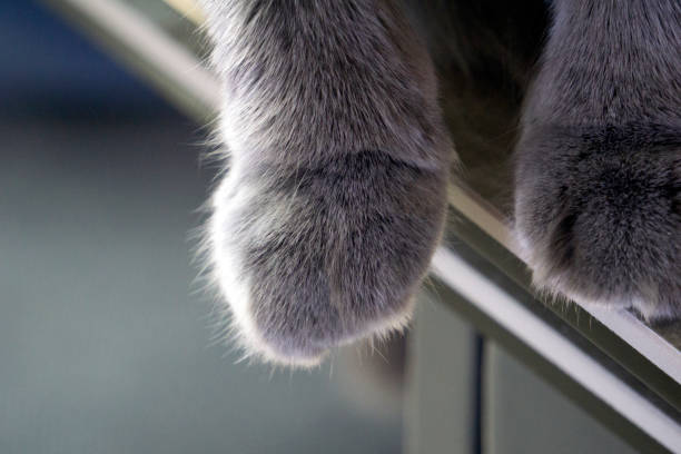 Overhanging cat's paws and paw pads.