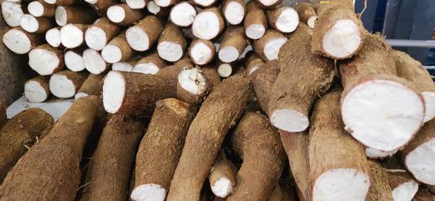 istock Pile of Cassava Roots 2195907474