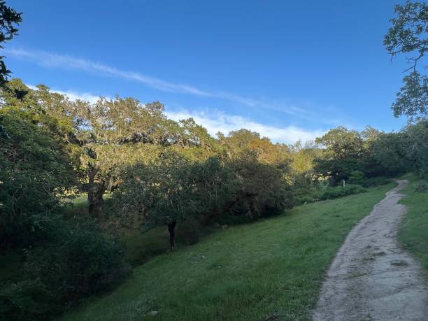 istock Taylor Mountain Regional Park, Sonoma County, California 2195907742