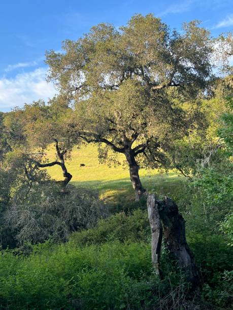 istock Taylor Mountain Regional Park, Sonoma County, California 2195907744