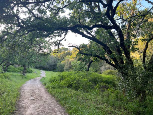 istock Taylor Mountain Regional Park, Sonoma County, California 2195907747