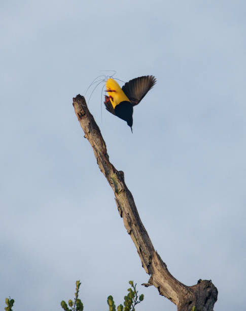 istock 12 Wire Bird of Paradise 2195909075