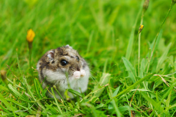 istock A tiny hamster cautiously navigates through a lush meadow adorned with bright green grass 2195910875