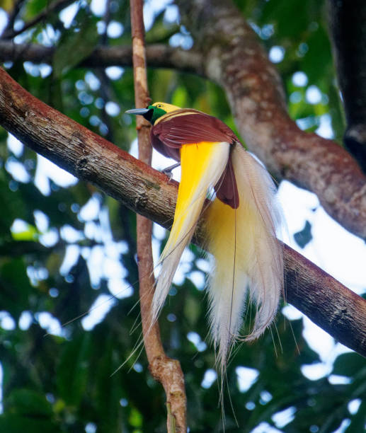 istock Lesser Bird of Paradise 2195912050
