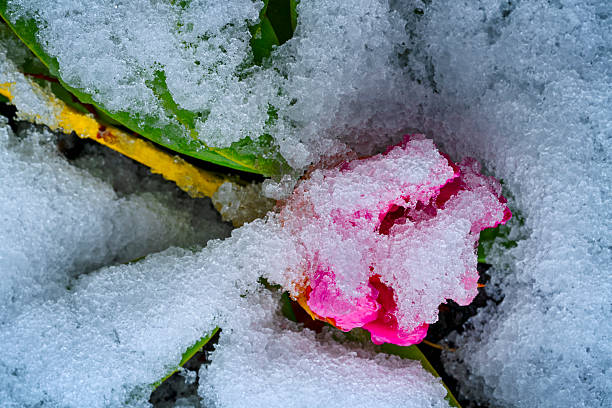 Spring snowfall on a rhododendron flower in a flower garden on Vancouver Island, British Columbia