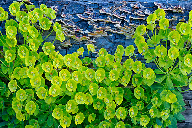 Temperate rain forest floor on Vancouver Island, British Columbia