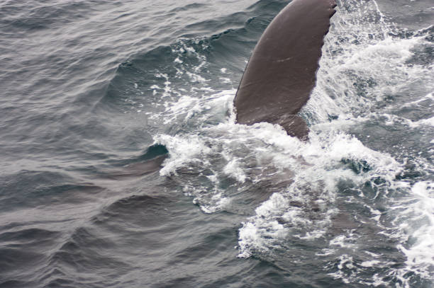 Humpback Whale Flukes Breaking Surface Of Water Monterey Bay California