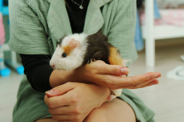istock Friendly guinea pig enjoys a lazy afternoon in a warm home environment 2195912354