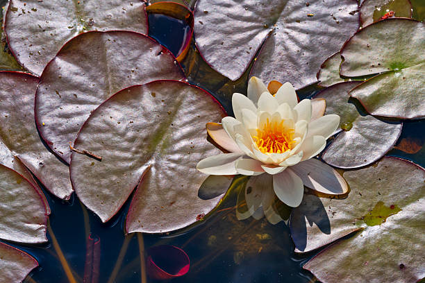Water lily found in a pond  in al garden on Vancouver Island, British Columbia