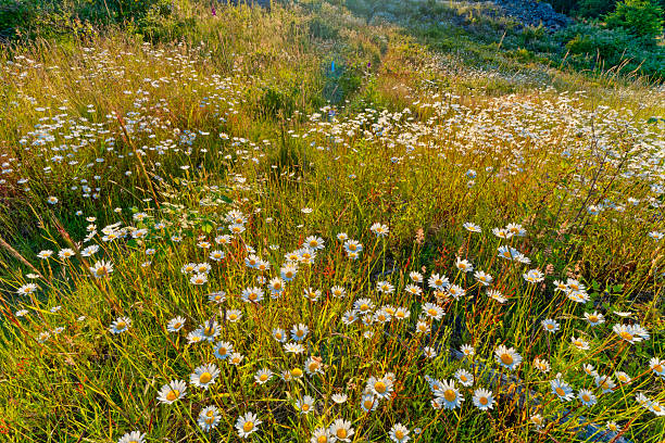 Wildflower daisies on Vancouver Island, British Columbia