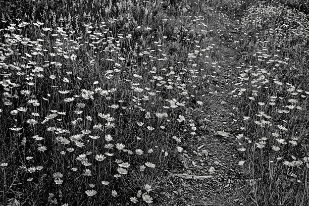 Wildflower daisies on Vancouver Island, British Columbia