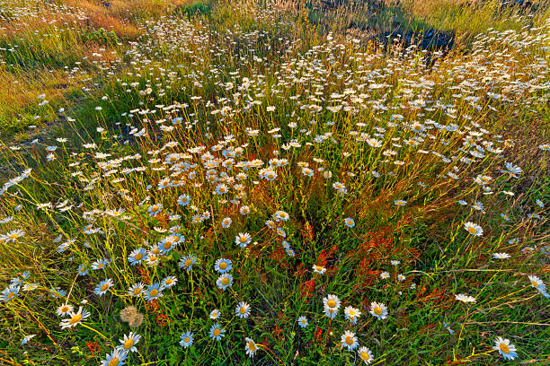 Daisies in the meadow