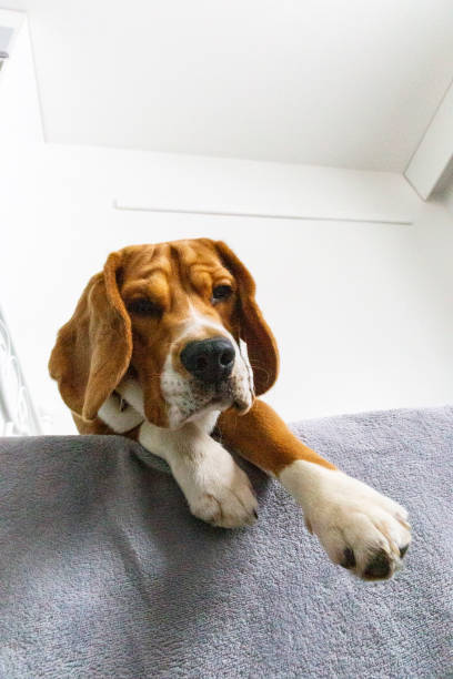 istock A funny beagle portrait dog lying on a sofa 2195913268