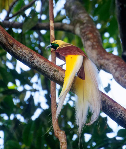 istock Lesser Bird of Paradise 2195913986