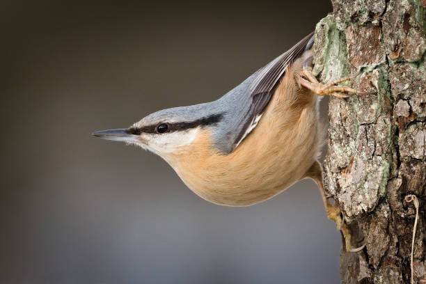istock Common bird Sitta europaea aka Eurasian nuthatch is crawling on the tree upside down. 2195914033