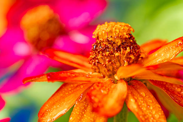 Formal flower garden on Vancouver Island, British Columbia