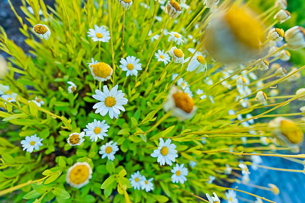 Daisies in a formal flower garden on Vancouver Island, British Columbia
