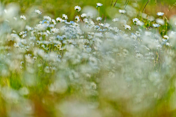 Blooming chamomile or daisy flowers at sunrise, bright and beautiful white flowers in springtime. Focus on petals.