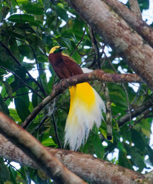 istock Lesser Bird of Paradise 2195914407