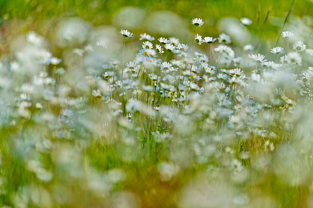 Close up of a daisy