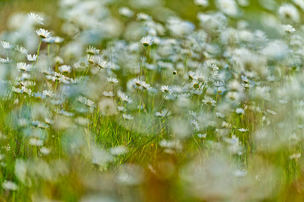 Blooming daisies against the blue sky, close-up. Beautiful natural background with place for text, copyspace.