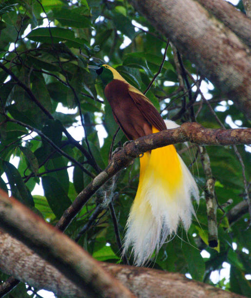 istock Lesser Bird of Paradise 2195914411