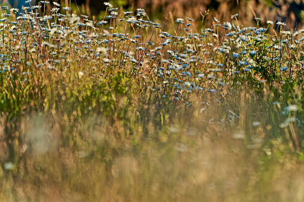 A delicate white daisy stands alone among fallen leaves and grass under warm sunlight. The shallow focus and natural light emphasize simplicity, resilience, and quiet beauty.