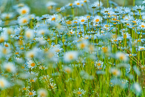 green prairie with white chamomile flowers