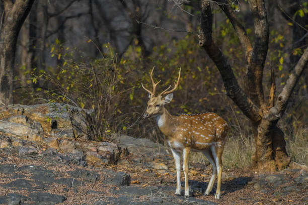 istock Chital also known as spotted deer in Ranthambore tiger reserve 2195914663