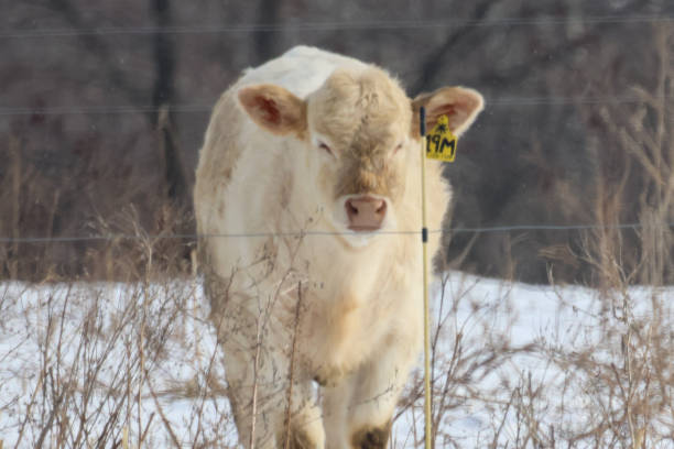 istock A beef cow in Canada in the snow looking at the camera. 2195914742