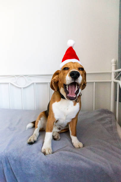 Beagle dog in santa hat with funny face laughing