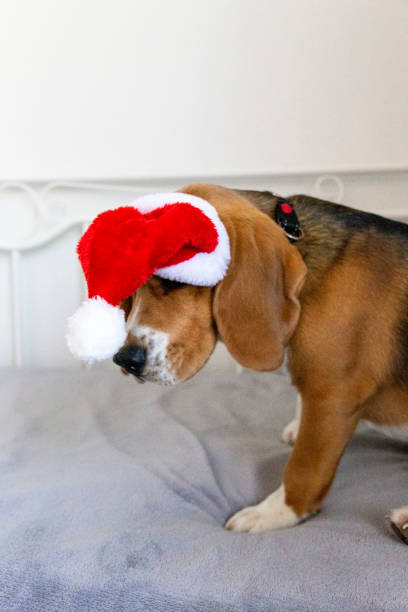 Beagle puppy in santa hat sitting on the sofa. Sad Christmas celebration
