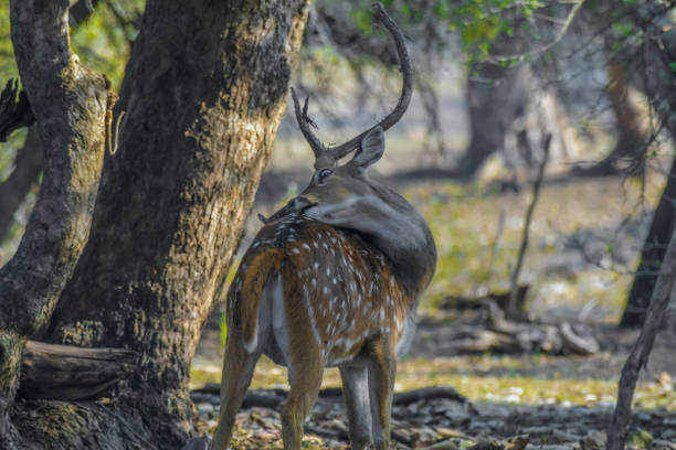istock Chital also known as spotted deer in Ranthambore tiger reserve 2195914774