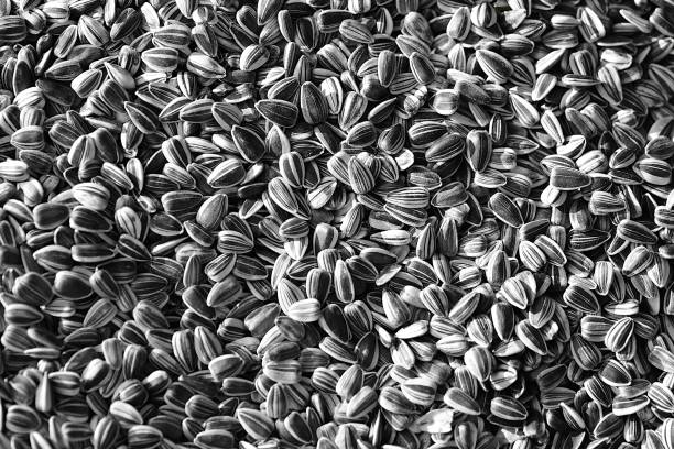 Many organic sunflower seeds with shells as background top view