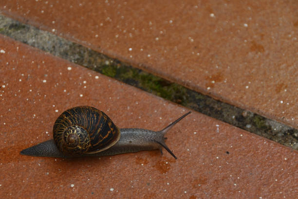 Dark-shelled snail walking on the ground with antennae spread