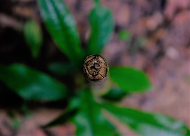 The image captures the enchanting magic and mysticism of the leaves deep within the Amazon jungle, showcasing their intricate beauty and the mysterious aura of the rainforest.