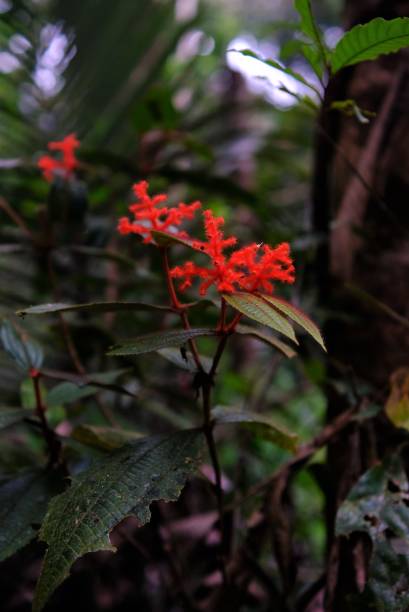 istock Mysticism of the Amazon Jungle 2195915856