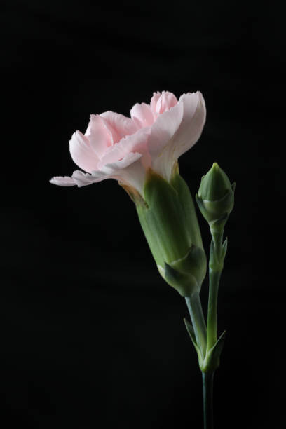 istock beautiful flowers carnation in the garden 2195918155