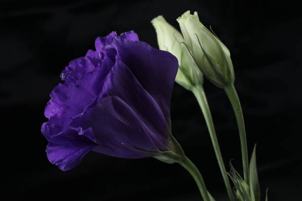 istock beautiful purple Lisianthus flower close up view 2195919178