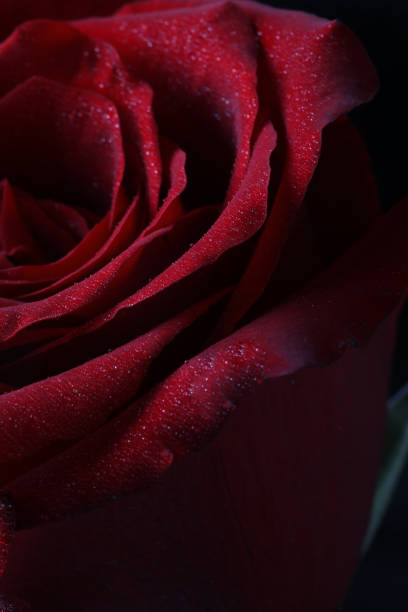Red Rose close up covered in water droplets.