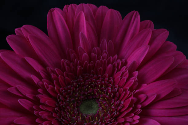 istock beautiful Gerber flower on black background, summer concept, close view 2195919254
