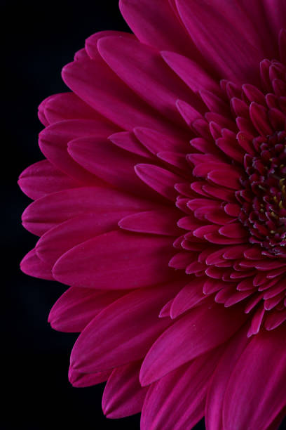 istock beautiful Gerber flower on black background, summer concept, close view 2195919274